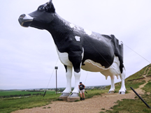 the world's biggest cow